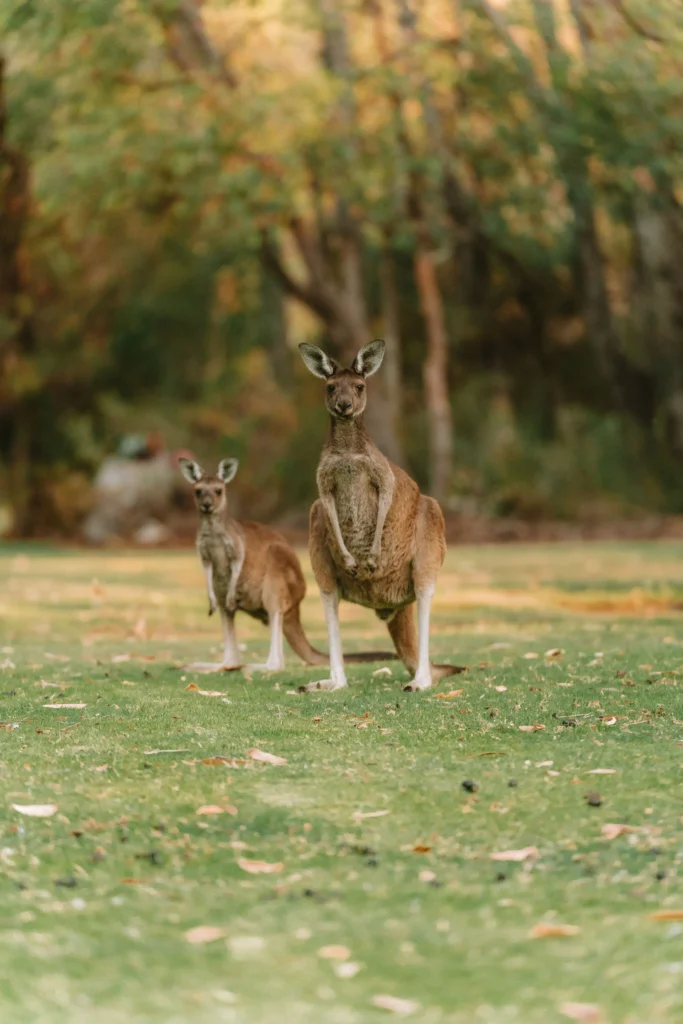 Natura Australiana & Wildlife